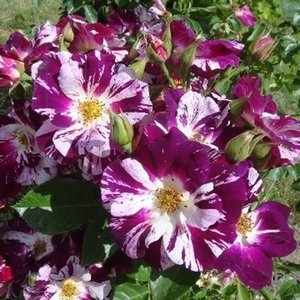 Перпл Сплэш (Purple Splash)