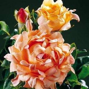 Раффлс дрим (Ruffles Dream)