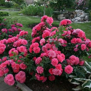 Розариум Ютерсен ( Rosarium Uetersen)